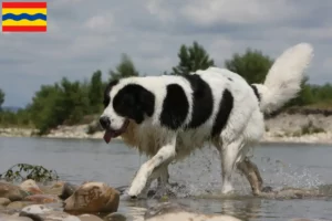 Mehr über den Artikel erfahren Landseer Züchter und Welpen in Overijssel