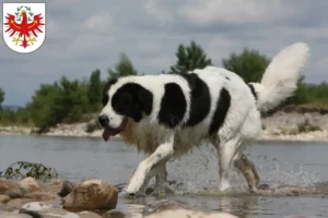 Mehr über den Artikel erfahren Landseer Züchter und Welpen in Tirol