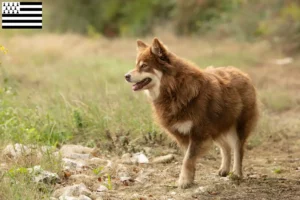 Mehr über den Artikel erfahren Lappländischer Rentierhund Züchter und Welpen in der Bretagne