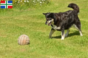 Mehr über den Artikel erfahren Lappländischer Rentierhund Züchter und Welpen in Groningen