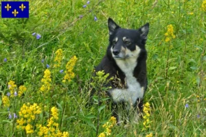 Mehr über den Artikel erfahren Lappländischer Rentierhund Züchter und Welpen in Île-de-France