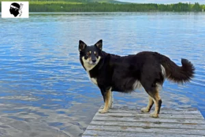 Mehr über den Artikel erfahren Lappländischer Rentierhund Züchter und Welpen auf Korsika