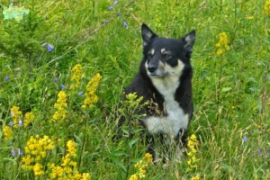 Mehr über den Artikel erfahren Lappländischer Rentierhund Züchter und Welpen in Midtjylland