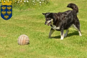 Mehr über den Artikel erfahren Lappländischer Rentierhund Züchter und Welpen in Niederösterreich