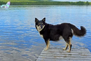 Mehr über den Artikel erfahren Lappländischer Rentierhund Züchter und Welpen in Nordjylland