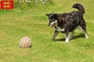 Mehr über den Artikel erfahren Lappländischer Rentierhund Züchter und Welpen in der Normandie