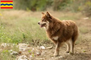 Mehr über den Artikel erfahren Lappländischer Rentierhund Züchter und Welpen in Overijssel