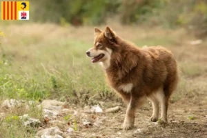 Mehr über den Artikel erfahren Lappländischer Rentierhund Züchter und Welpen in der Provence-Alpes-Côte d’Azur