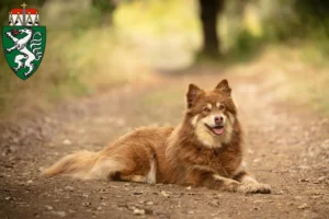 Mehr über den Artikel erfahren Lappländischer Rentierhund Züchter und Welpen in der Steiermark