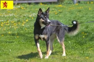 Mehr über den Artikel erfahren Lappländischer Rentierhund Züchter und Welpen in Südholland