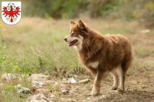 Mehr über den Artikel erfahren Lappländischer Rentierhund Züchter und Welpen in Tirol