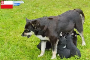 Mehr über den Artikel erfahren Lappländischer Rentierhund Züchter und Welpen in Utrecht