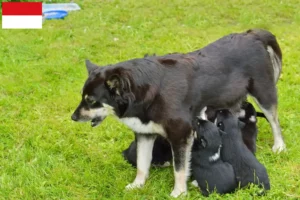 Mehr über den Artikel erfahren Lappländischer Rentierhund Züchter und Welpen in Wien