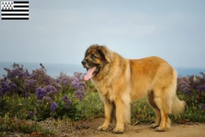 Mehr über den Artikel erfahren Leonberger Züchter und Welpen in der Bretagne