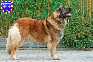 Mehr über den Artikel erfahren Leonberger Züchter und Welpen in Centre-Val de Loire