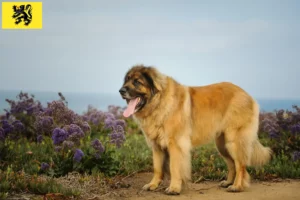 Mehr über den Artikel erfahren Leonberger Züchter und Welpen in Flandern