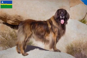 Mehr über den Artikel erfahren Leonberger Züchter und Welpen in Flevoland