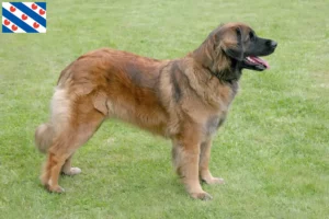 Mehr über den Artikel erfahren Leonberger Züchter und Welpen in Friesland