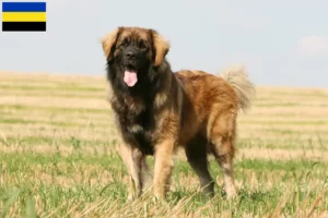 Mehr über den Artikel erfahren Leonberger Züchter und Welpen in Gelderland