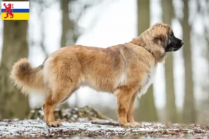 Mehr über den Artikel erfahren Leonberger Züchter und Welpen in Limburg