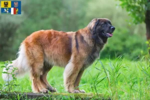 Mehr über den Artikel erfahren Leonberger Züchter und Welpen in Mähren-Schlesien