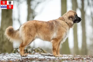 Mehr über den Artikel erfahren Leonberger Züchter und Welpen in Mittelböhmen