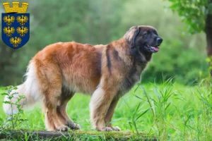 Mehr über den Artikel erfahren Leonberger Züchter und Welpen in Niederösterreich