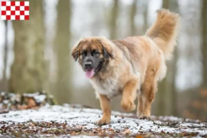 Mehr über den Artikel erfahren Leonberger Züchter und Welpen in Nordbrabant