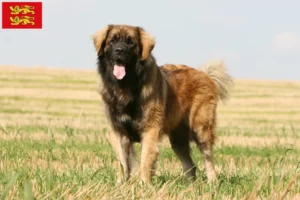 Mehr über den Artikel erfahren Leonberger Züchter und Welpen in der Normandie