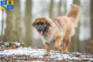 Mehr über den Artikel erfahren Leonberger Züchter und Welpen in Olmütz