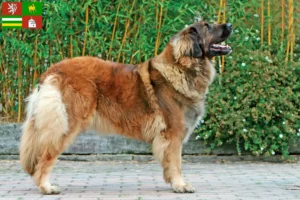 Mehr über den Artikel erfahren Leonberger Züchter und Welpen in Pilsen