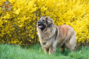 Mehr über den Artikel erfahren Leonberger Züchter und Welpen in Prag