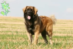 Mehr über den Artikel erfahren Leonberger Züchter und Welpen in Sjælland