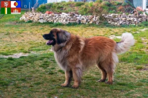 Mehr über den Artikel erfahren Leonberger Züchter und Welpen in Südböhmen