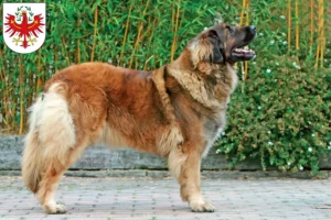 Mehr über den Artikel erfahren Leonberger Züchter und Welpen in Tirol