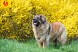 Mehr über den Artikel erfahren Leonberger Züchter und Welpen in Wallonische Region