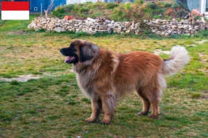 Mehr über den Artikel erfahren Leonberger Züchter und Welpen in Wien