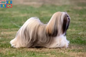 Mehr über den Artikel erfahren Lhasa Apso Züchter und Welpen in Bourgogne-Franche-Comté