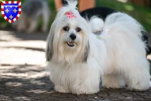 Mehr über den Artikel erfahren Lhasa Apso Züchter und Welpen in Centre-Val de Loire