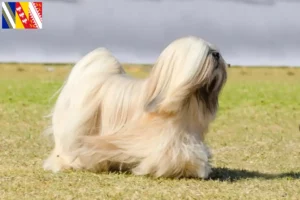 Mehr über den Artikel erfahren Lhasa Apso Züchter und Welpen in Grand Est