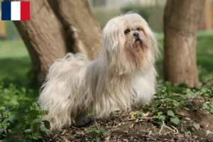 Mehr über den Artikel erfahren Lhasa Apso Züchter und Welpen in Guadeloupe