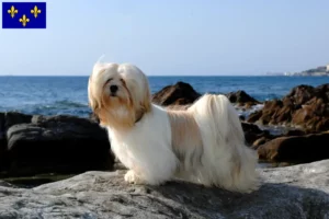 Mehr über den Artikel erfahren Lhasa Apso Züchter und Welpen in Île-de-France