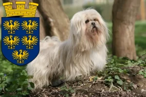 Mehr über den Artikel erfahren Lhasa Apso Züchter und Welpen in Niederösterreich