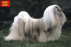 Mehr über den Artikel erfahren Lhasa Apso Züchter und Welpen in der Normandie