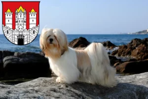 Mehr über den Artikel erfahren Lhasa Apso Züchter und Welpen in Salzburg