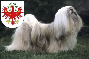 Mehr über den Artikel erfahren Lhasa Apso Züchter und Welpen in Tirol