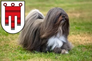 Mehr über den Artikel erfahren Lhasa Apso Züchter und Welpen in Vorarlberg