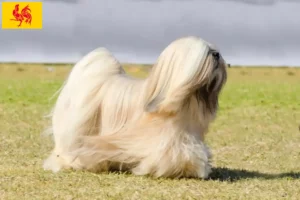 Mehr über den Artikel erfahren Lhasa Apso Züchter und Welpen in Wallonische Region