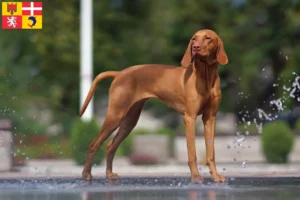 Mehr über den Artikel erfahren Magyar Vizsla Züchter und Welpen in Auvergne-Rhône-Alpes