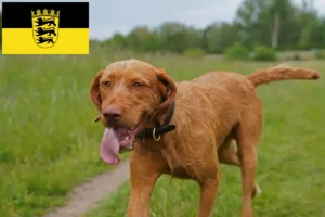 Mehr über den Artikel erfahren Magyar Vizsla Züchter und Welpen in Baden-Württemberg